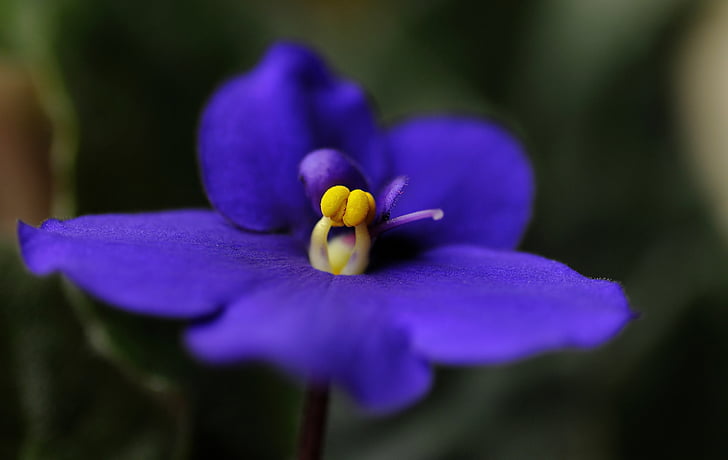 flor, sympolia, macro, poca profundidad de campo, Pétalo, púrpura, fragilidad
