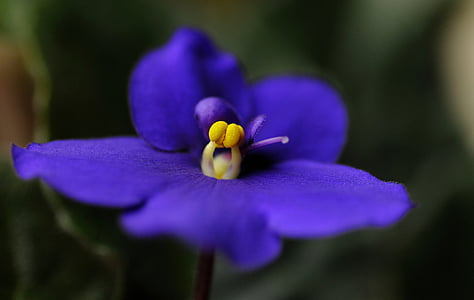 gėlė, sympolia, makro, trumpas lauko gylis, Žiedlapis, violetinė, pažeidžiamumo