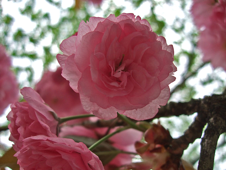 Japonská čerešňa, čerešňový kvet, jar, ružová, strom, čerešňa, kvet