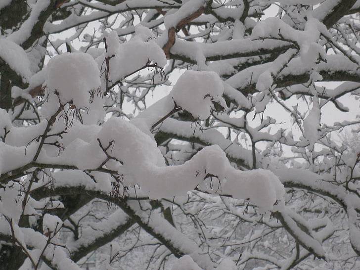 zimné, strom, sneh, Winter stromov, mrazené, januára, Forest