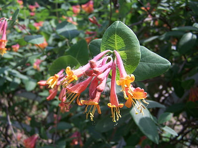 honeysuckle, pink flowers, pink, nature, summer, garden, blooming