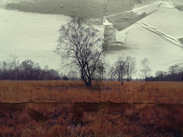 koks, papīra, atstarošanās, fons, Kahl, ziemas, ainava