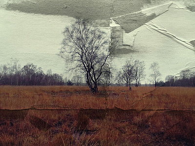 árbol, papel, velar, Fondo, Kahl, invierno, paisaje