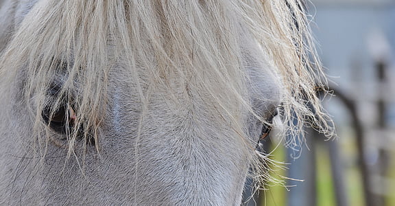 cheval, moule, yeux, Reiterhof, animal, cheval blanc, nature