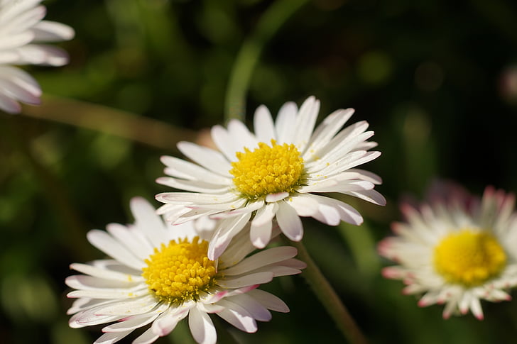 Daisy, Thiên nhiên, Meadow, Hoa, đóng, thực vật, nở hoa