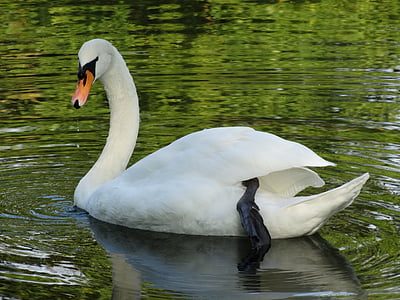 swan, nature, water, bird, animal, lake, swans