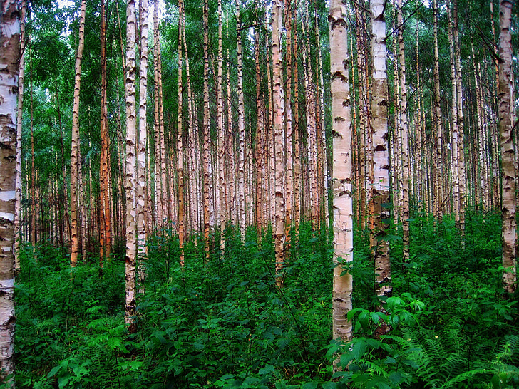björkar, skogen, Woods, Finland, naturen, utanför, landsbygdens