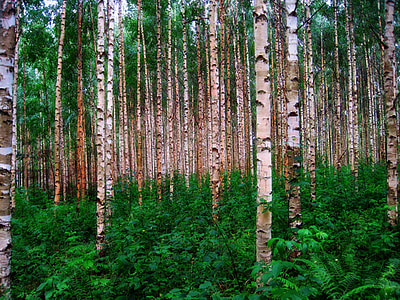 birch trees, forest, woods, finland, nature, outside, rural