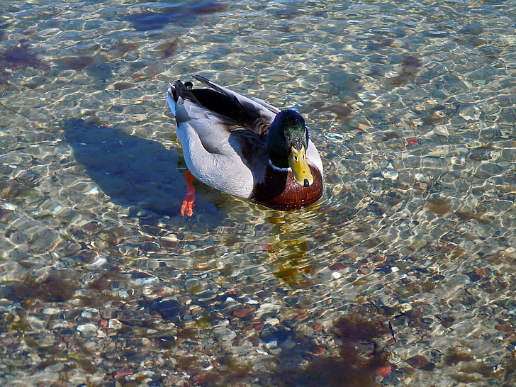duck, drake, water bird