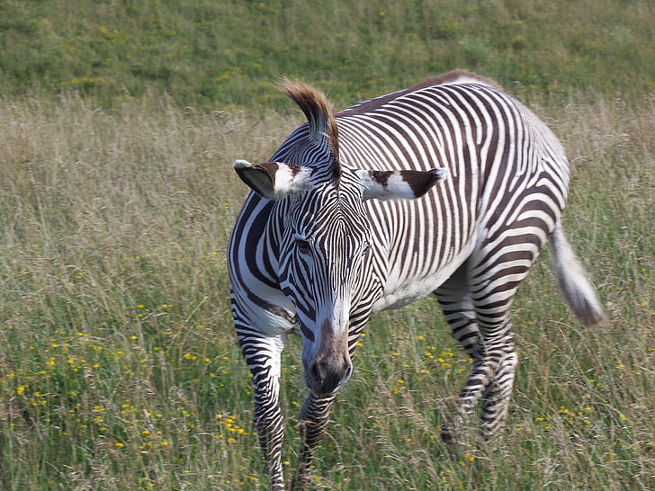 grevy's zebra, Zebra, kejserliga zebra, Stripes, Safari, afrikanska, randig