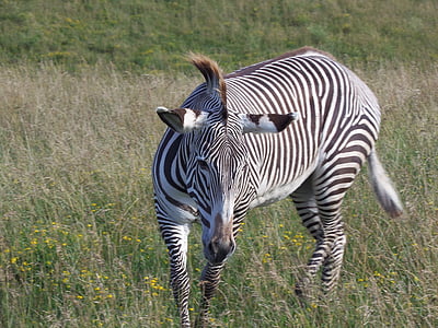 zebra Grévyho, Zebra, Imperial zebra, pruhy, Safari, africký, pruhované