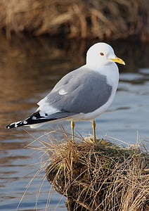 mew seagull, perched, bird, close up, wildlife, nature, looking