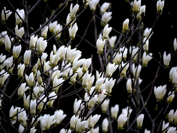 Magnolia, valge, lilled, taim, loodus, lill, Suurendus: