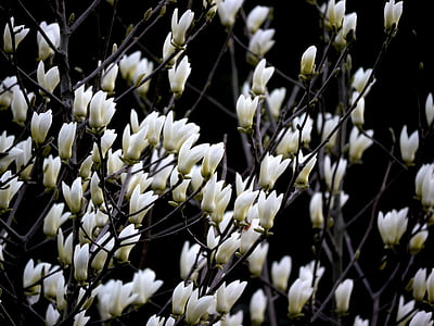 Magnolia, hvid, blomster, plante, natur, blomst, close-up