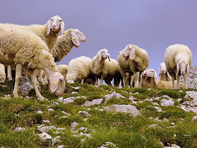 羊, 群れ, 動物, 山, 草
