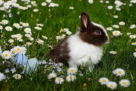 animal, bright, bunny, chamomile, close-up, color, cute