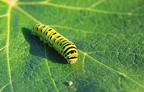 Caterpillar, verde, frunze, Lepidoptera, papilionidae, rândunicii, insecte