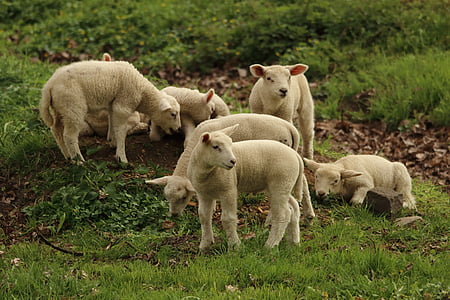 lamb, sheep, animal, cute, schäfchen, animal world, lambs