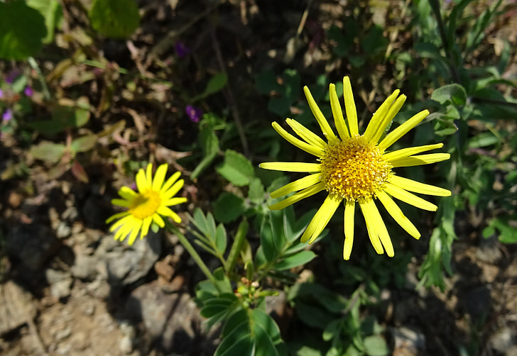 квітка, жовтий, sontikli, sonela, pulicaria wightiana, Айстрові, Флора