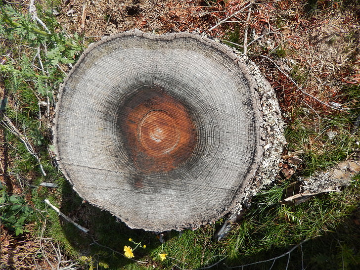 trä bark, trunk, naturen