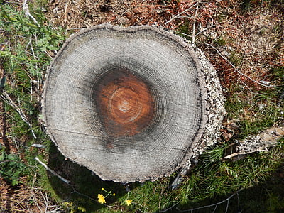 木材樹皮, トランク, 自然