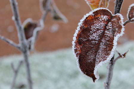 Frost, vinter, blad, sne, udendørs, matteret, blade