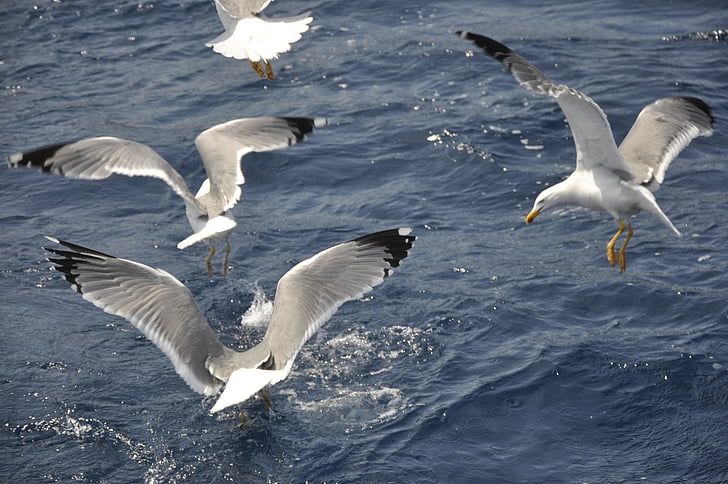 seagulls, birds, bird flight, sea, animal, dom, ocean