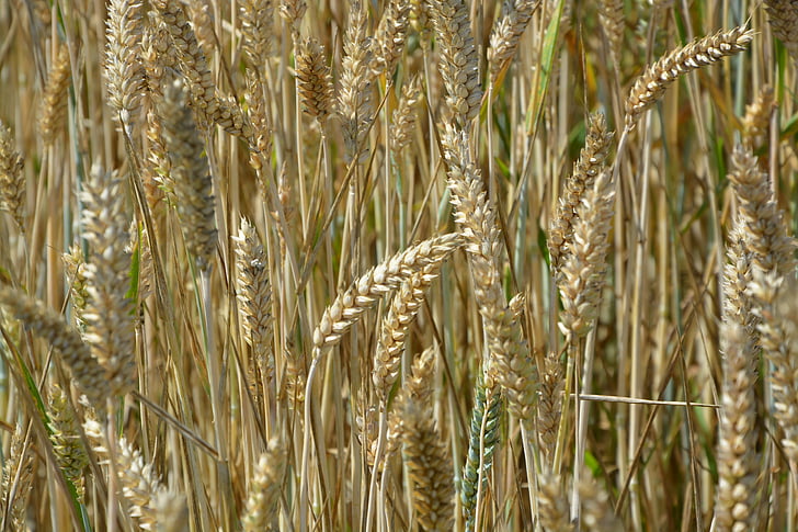 kõrvad nisu, teravilja, põllumajandus, nisu, naelu, väli, Prantsusmaa