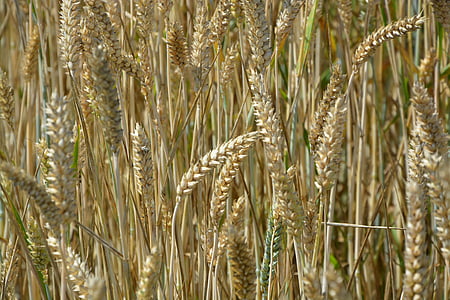 ears of wheat, cereals, agriculture, wheat, spikes, field, france