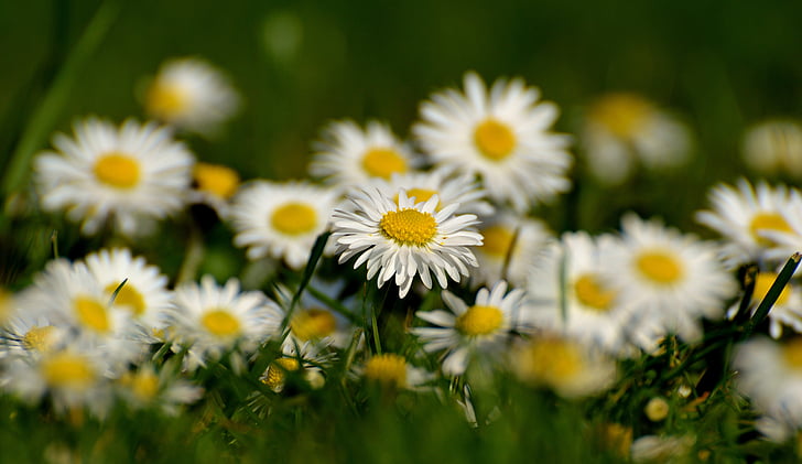 Daisy, padang rumput, mekar, bunga, musim semi, putih, alam