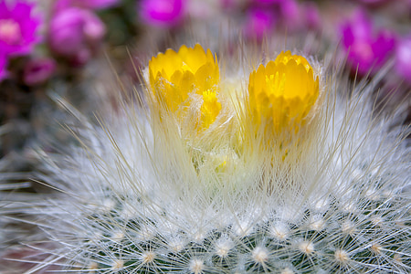 Cactus, fico d'India, pianta, sperone, spine, Sting, Flora