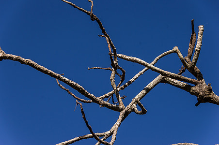 tree, twigs, branch, dead, grey, pattern, sky