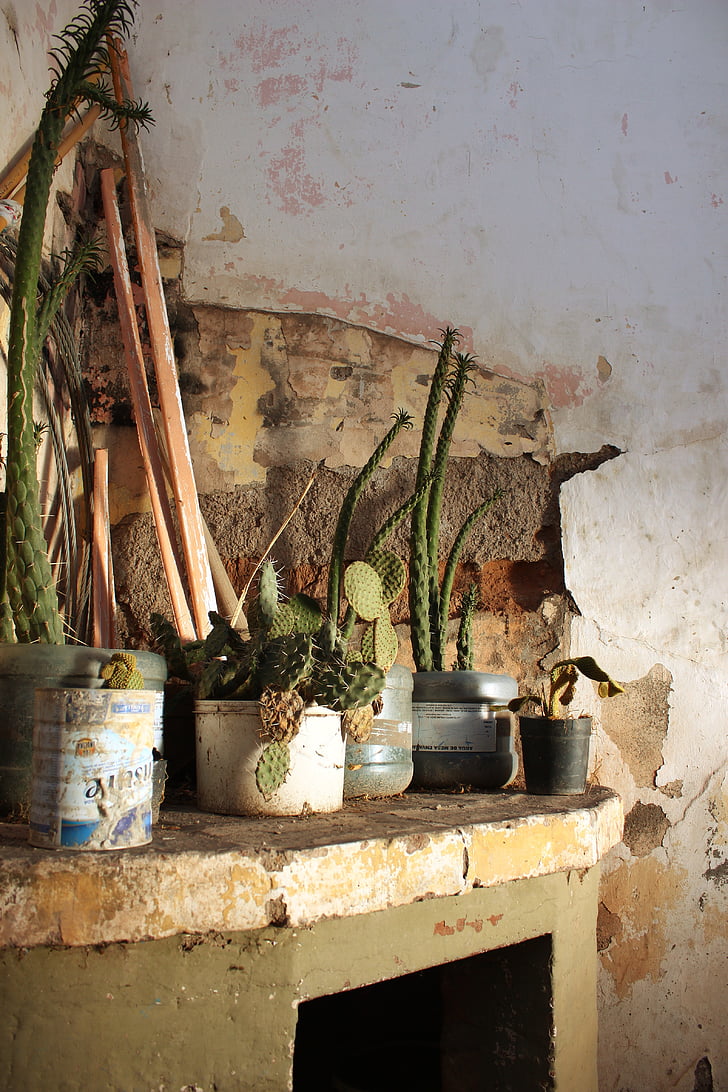 old, plants, plant, antiques, broken