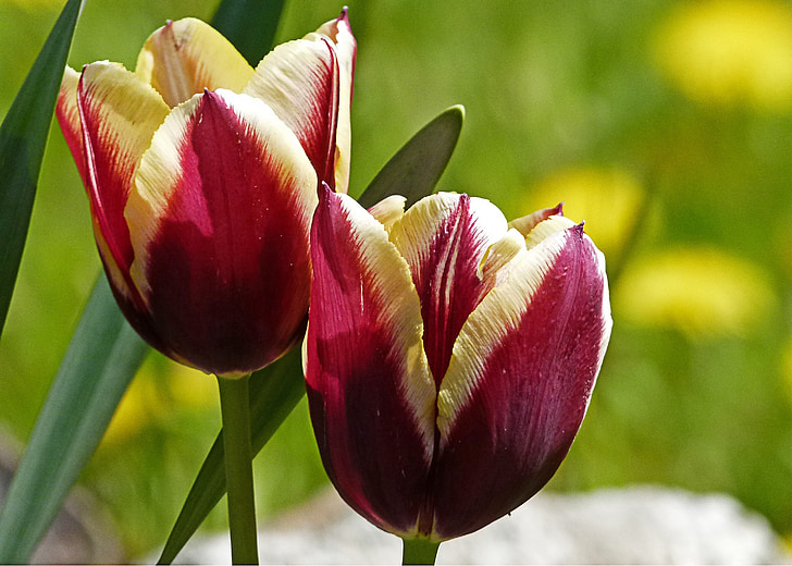 tulipes, flor, vermell, groc, close-up, natura, jardí