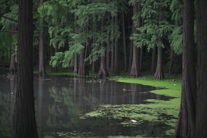 forest, lake, moss, nature, river, trees, water