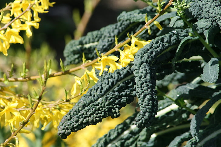 Κήπος, φύλλωμα, ασθένεια εγκαταστάσεων, κίτρινο λουλούδι, πράσινο, πράσινο φύλλο, φύση