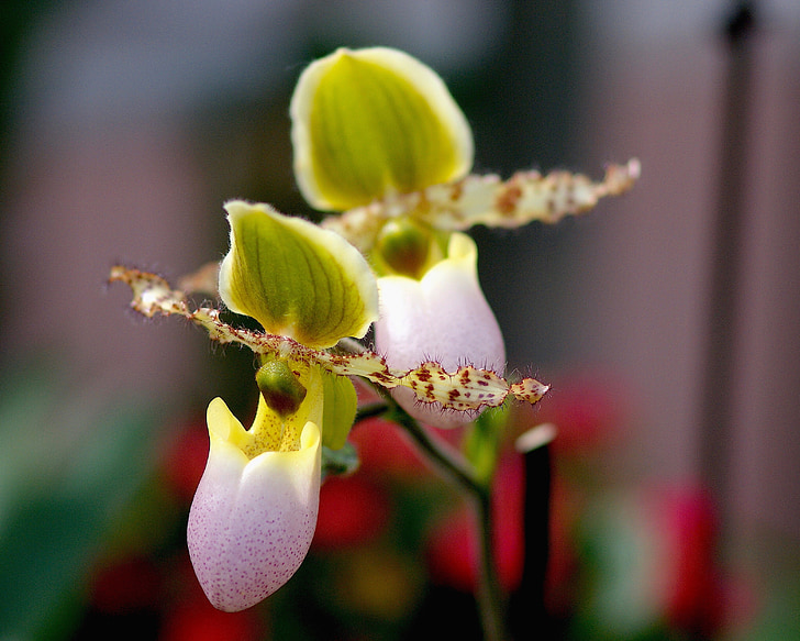 Frauenschuh, Orquídea, flor, floración, flor, planta, flor de la orquídea