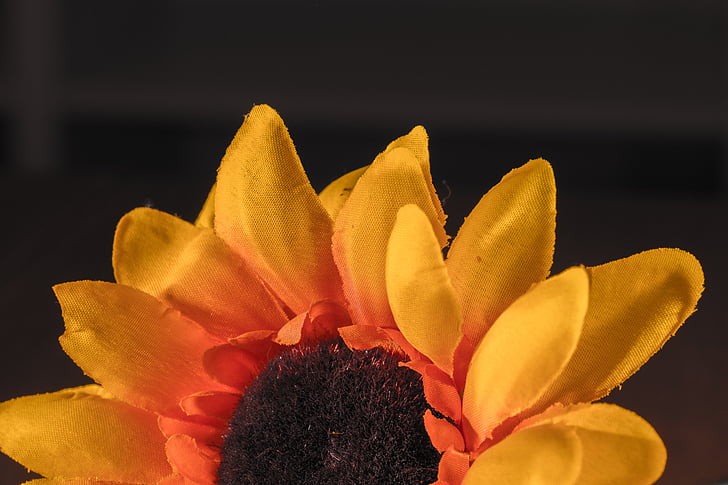 Sun flower, stof blomst, gul, orange, makro, blomst, natur