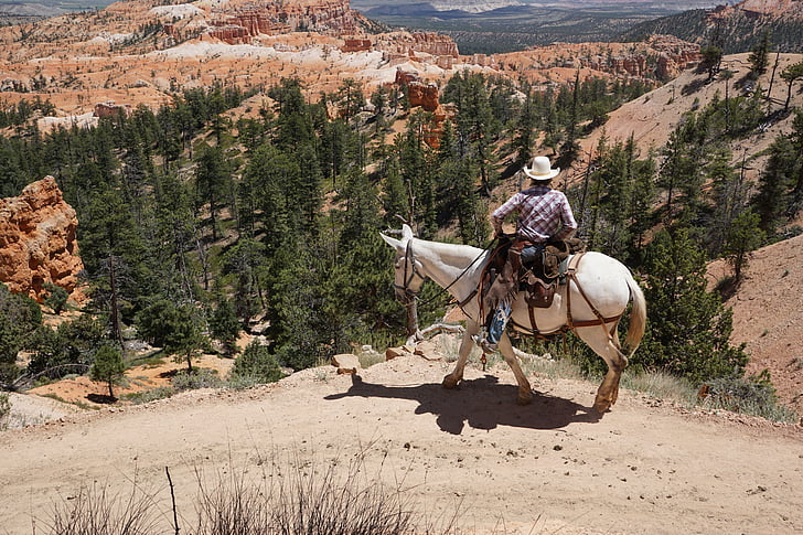 kovboy, at, Bryce canyon, Milli Parkı, Amerika Birleşik Devletleri, manzara