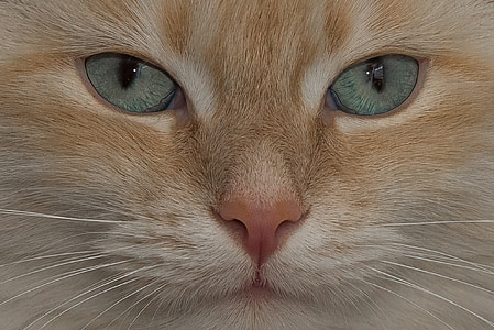 katė, šventa Birma sako:, gyvūnų, Adidas, veislės katinas., veido, ūsai