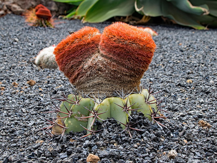 Jardin de cactus, cactus, Lanzarote, España, atracciones de África, Guatiza, lava