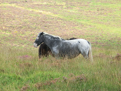 ponies, patched, dartmoor, national park, england, nature, animal