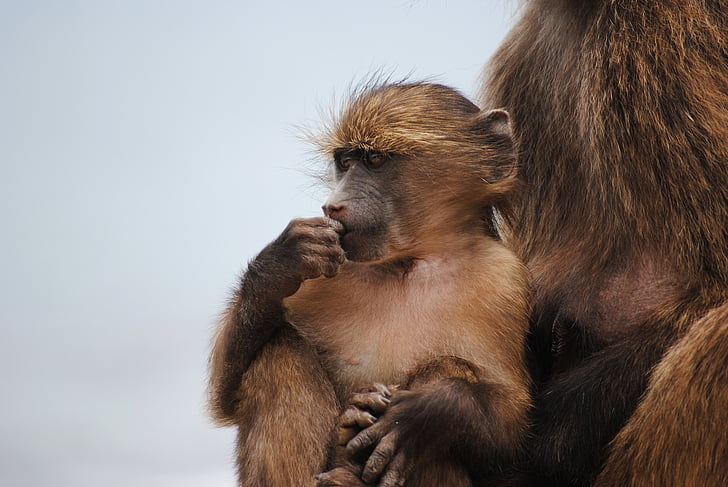 Baby monkey, małpa, Kapsztad, Afryka, Przylądek dobrej nadziei, Przylądek punkt, Republika Południowej Afryki