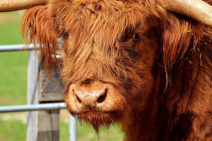 Highland rundvlees, hoofd, boerderij dieren, snuit, goede aiderbichl