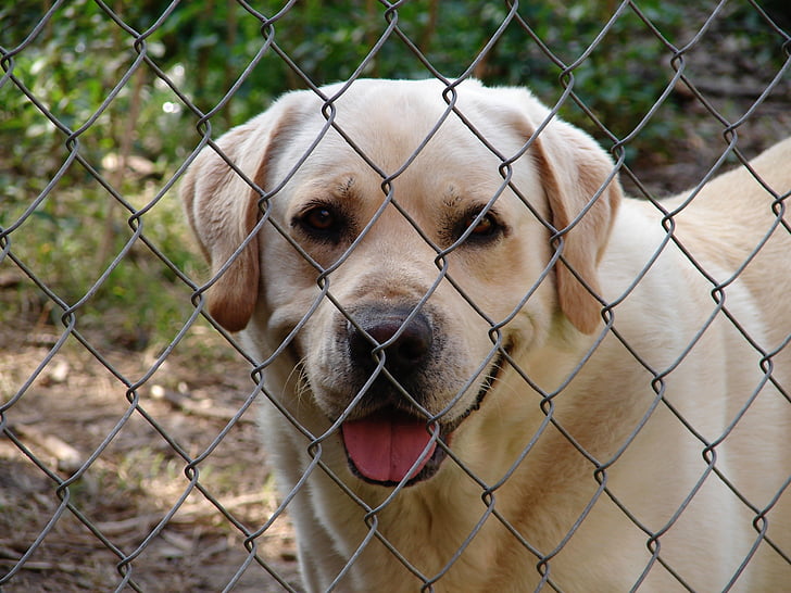 fence, dog, yellow lab, happy, friendly, loyal, pen