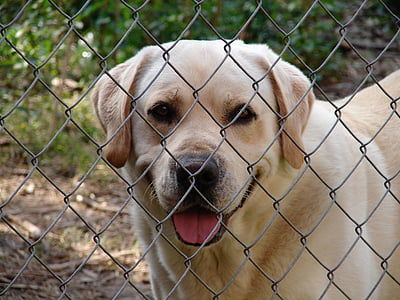 Zaun, Hund, gelber Labrador, glücklich, freundlich, loyal, Stift