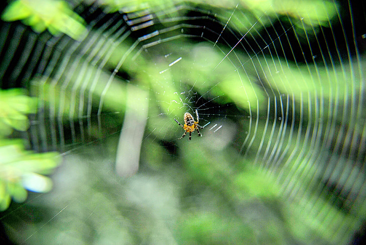 păianjen, pe, web încâlcit, arahnide, natura, pânză de păianjen, reţea