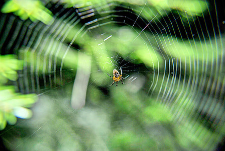 spider, on, tangled web, arachnid, nature, cobweb, network