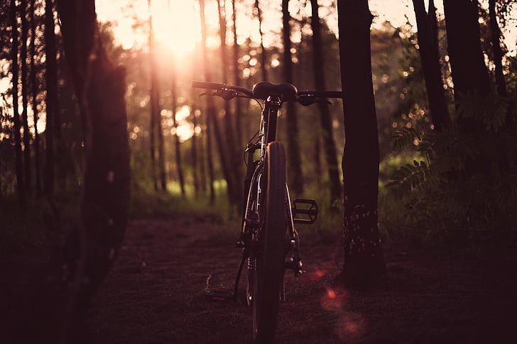 cykel, cykel, mørk, landskab, blade, lys, natur