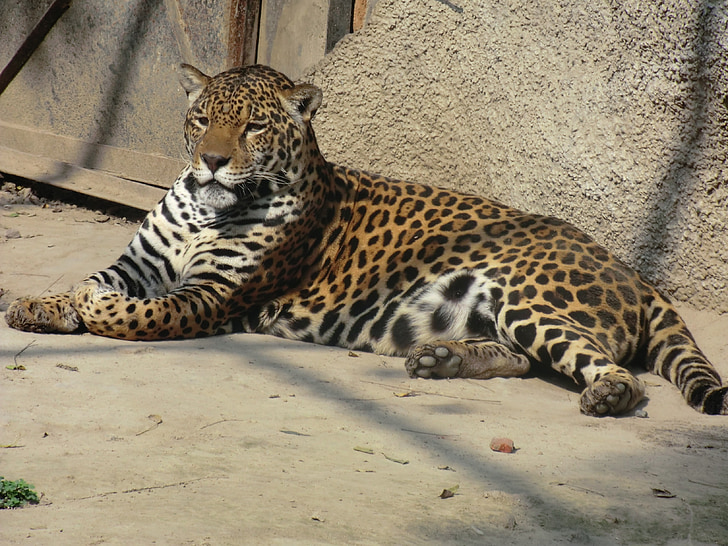 Jaguar, voľne žijúcich živočíchov, Príroda, zvieratá, Mačací, Zoo, mäsožravec